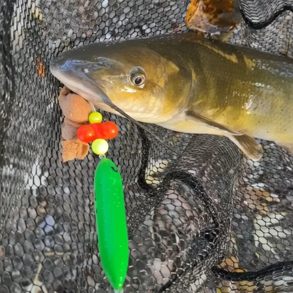 Catfish Rig Hand Tied and Proven To Work - Pre Tied Tackle To Catch Big Fish - Picture 6 of 6